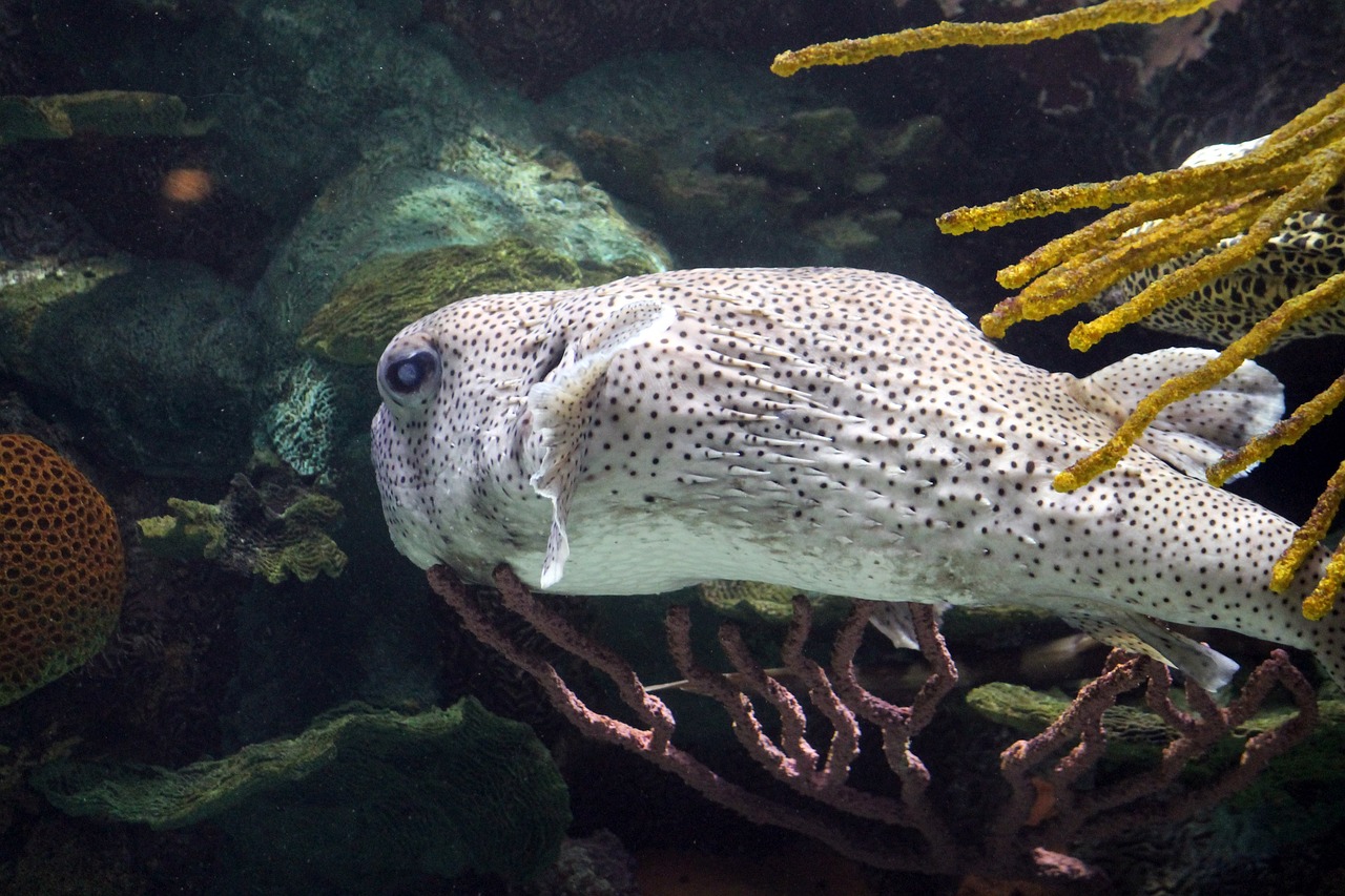 最新鱼缸侧滤设计图，打造优雅水族环境的秘诀