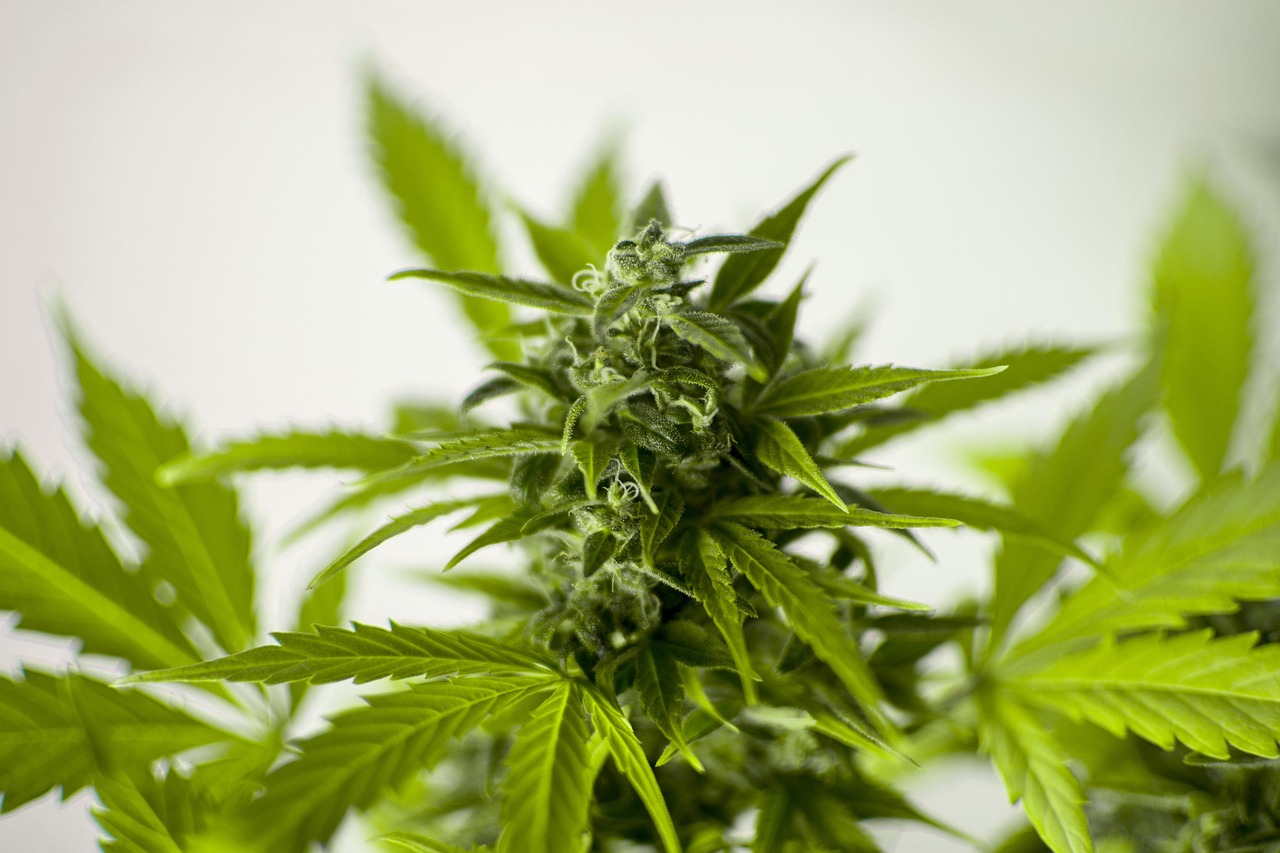 医品狂妃花轻言最新传奇