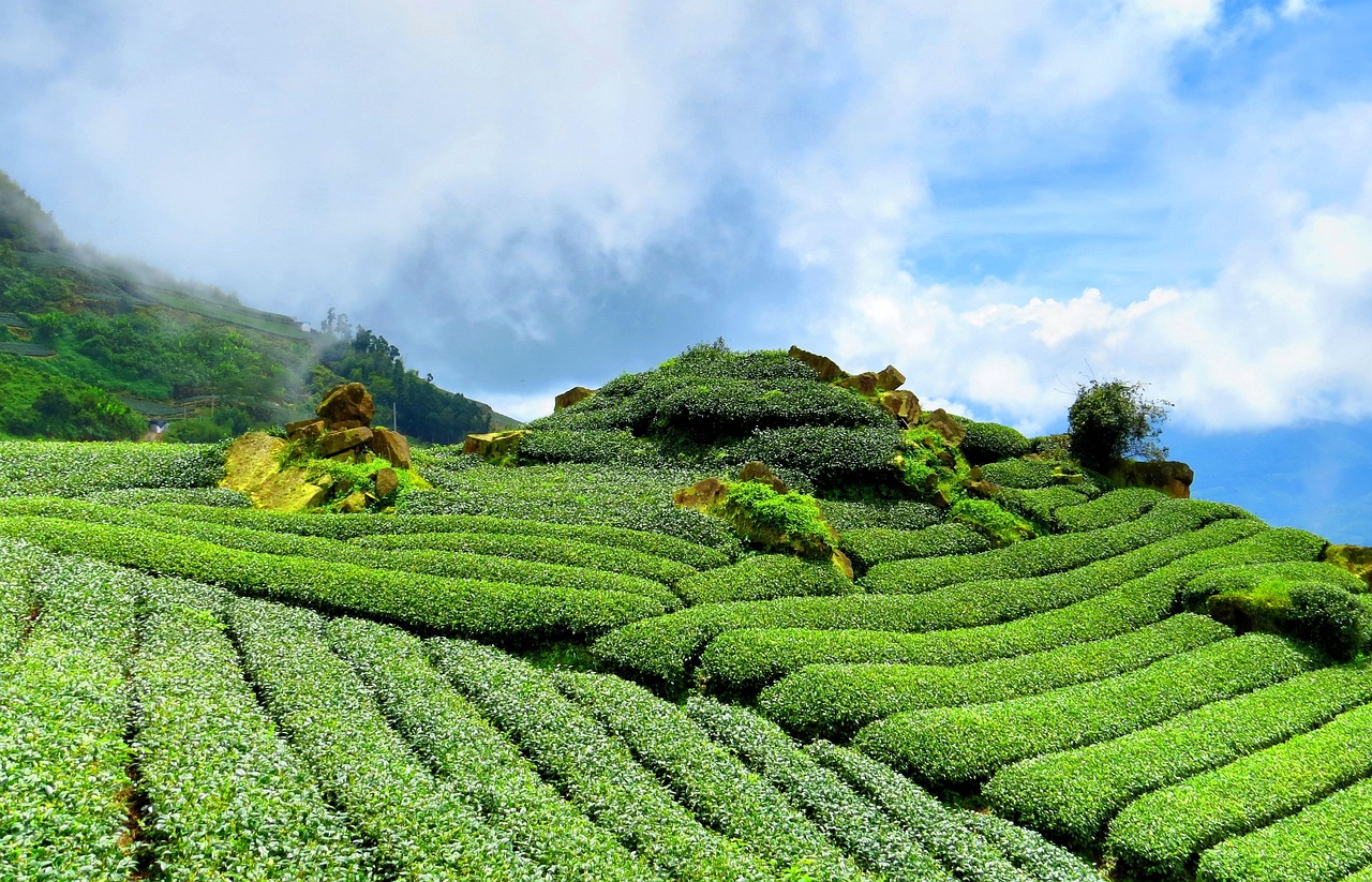 茶园招聘信息更新，探索茶叶产业繁荣机遇，职位空缺等你来挑战！