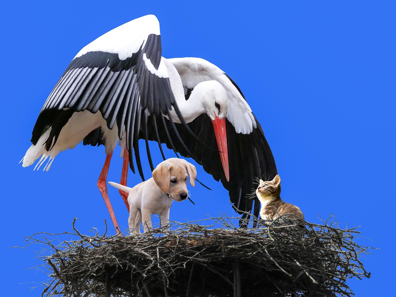 松原蒙古细犬斗架视频，展现传统犬种的力量与风采神韵