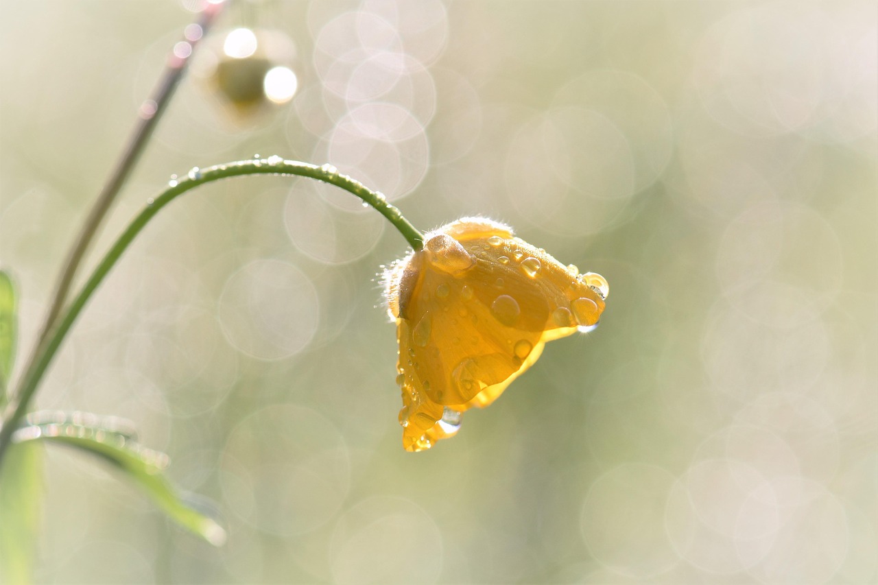 春暖花开之际，探索性八最新地址的独特魅力