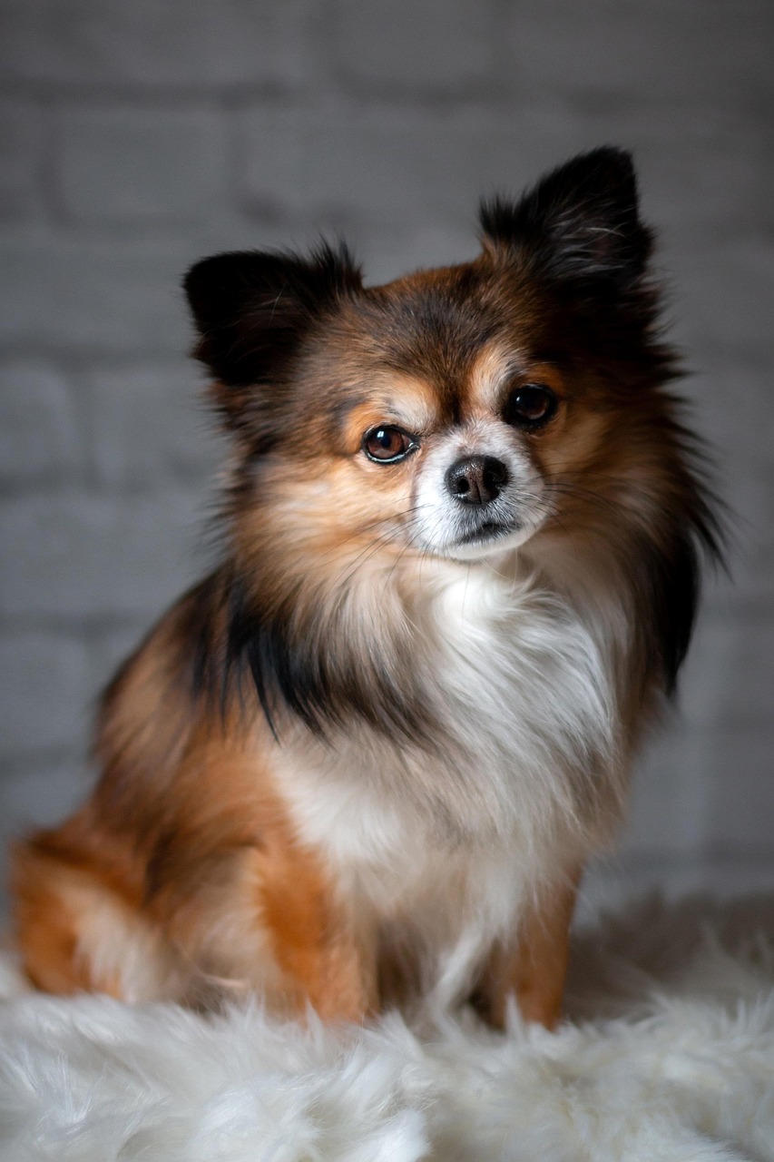 格力犬最新出售信息，独特魅力的掐狗格力犬热卖中