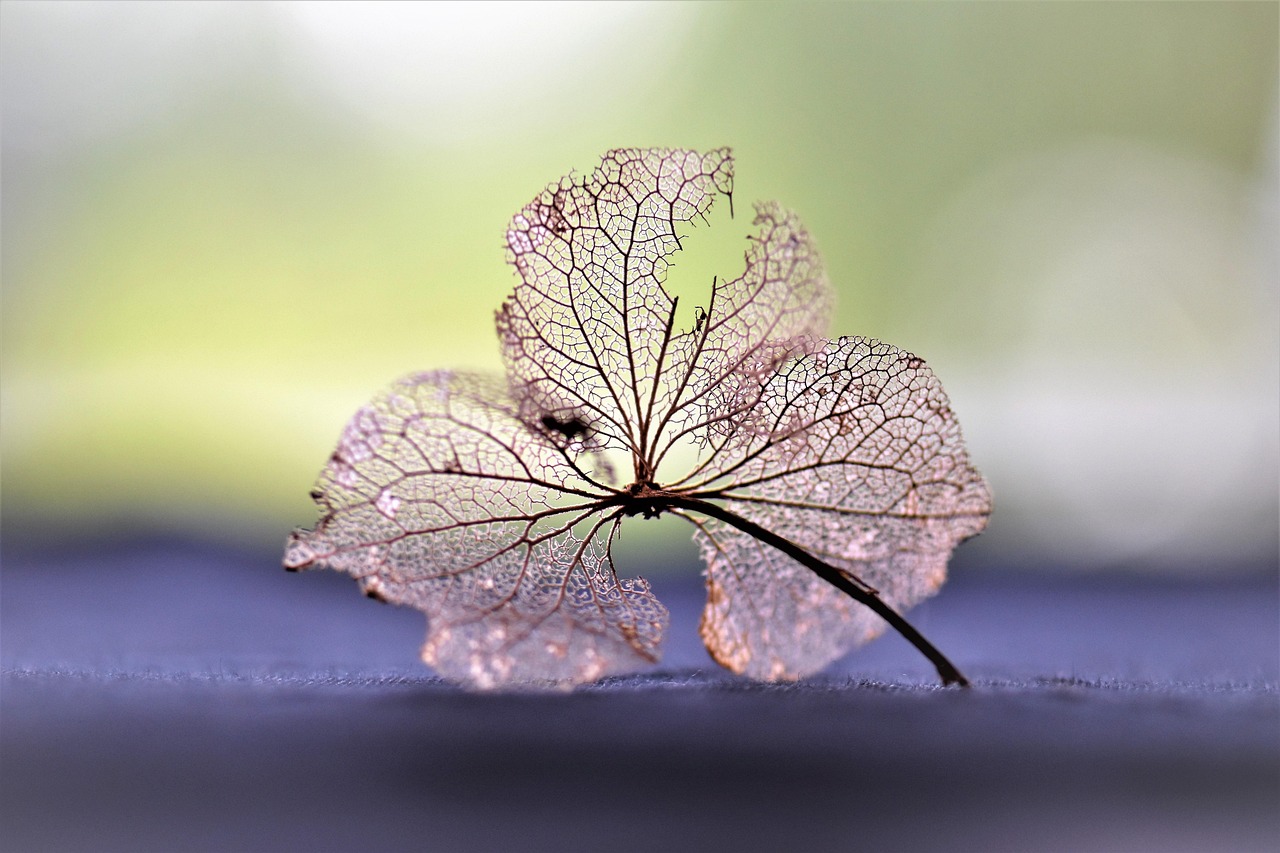 央视等着我最新一期，重逢的温暖舞台，希望之花绽放之际